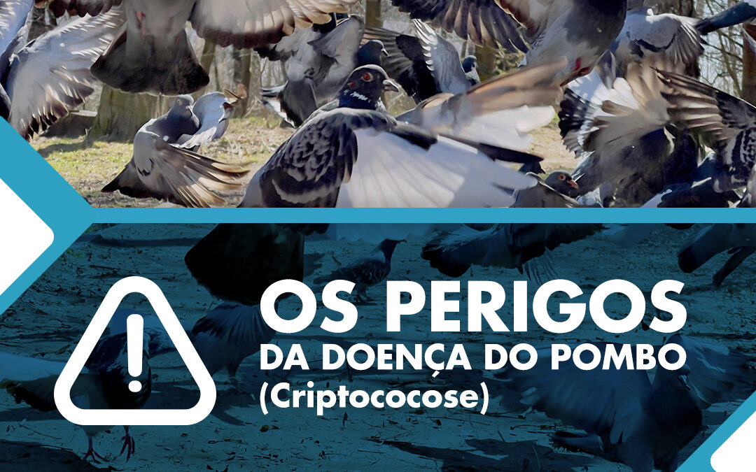 A doença do pombo (Criptococose) causa morte em cidade do interior de São Paulo